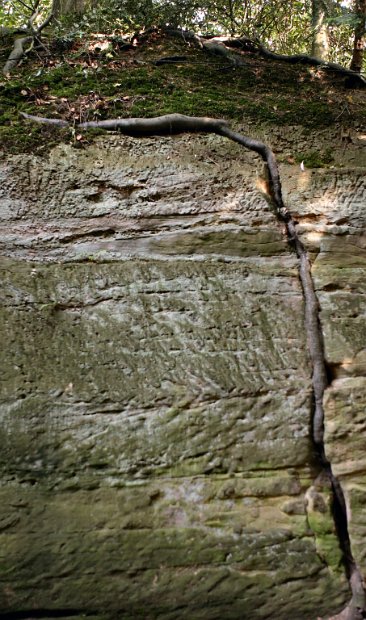 Root at Warwick Castle 2006-06-06@0851-30